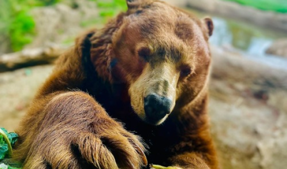 A close up of a bear